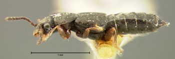 Media type: image;   Entomology 6564 Aspect: habitus lateral view